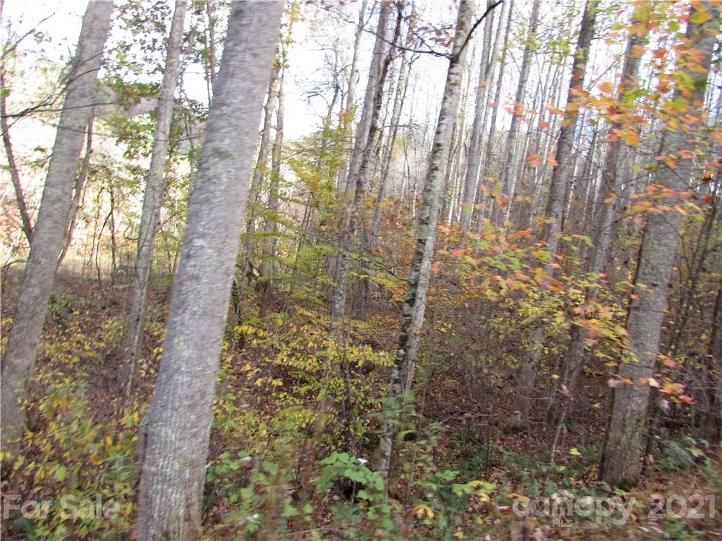 E- 3 Red Wolf Run None - Photo 4