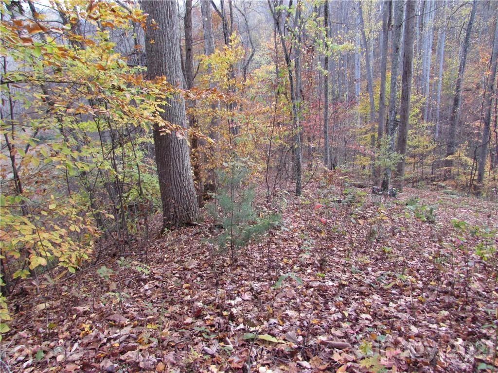 00 Red Wolf Run None #39 - Photo 3