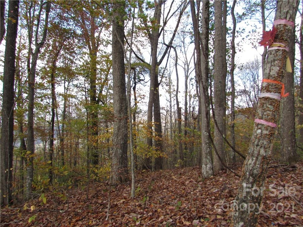 00 Red Wolf Run None #39 - Photo 7