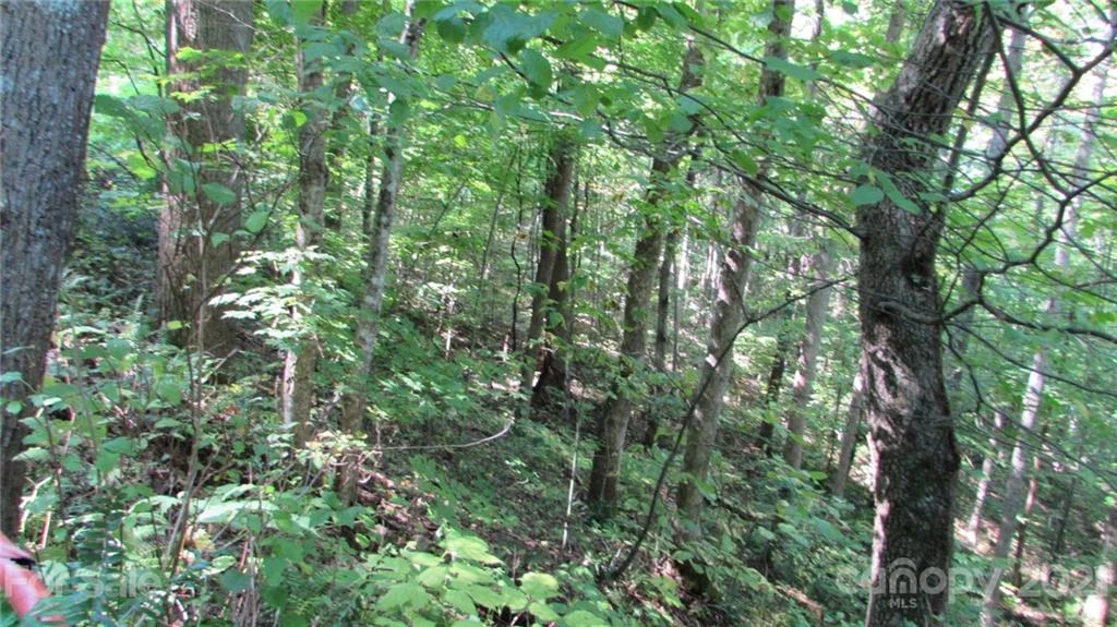 E- 17 Red Wolf Run None - Photo 2