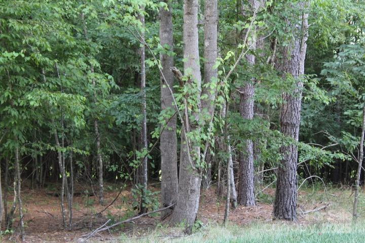 218 Table Rock Trace #166 - Photo 14