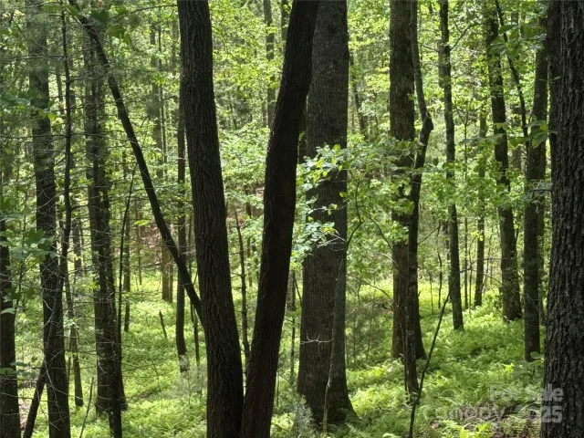 9999 Sassafras Road, Cedar Mountain, NC, 28718