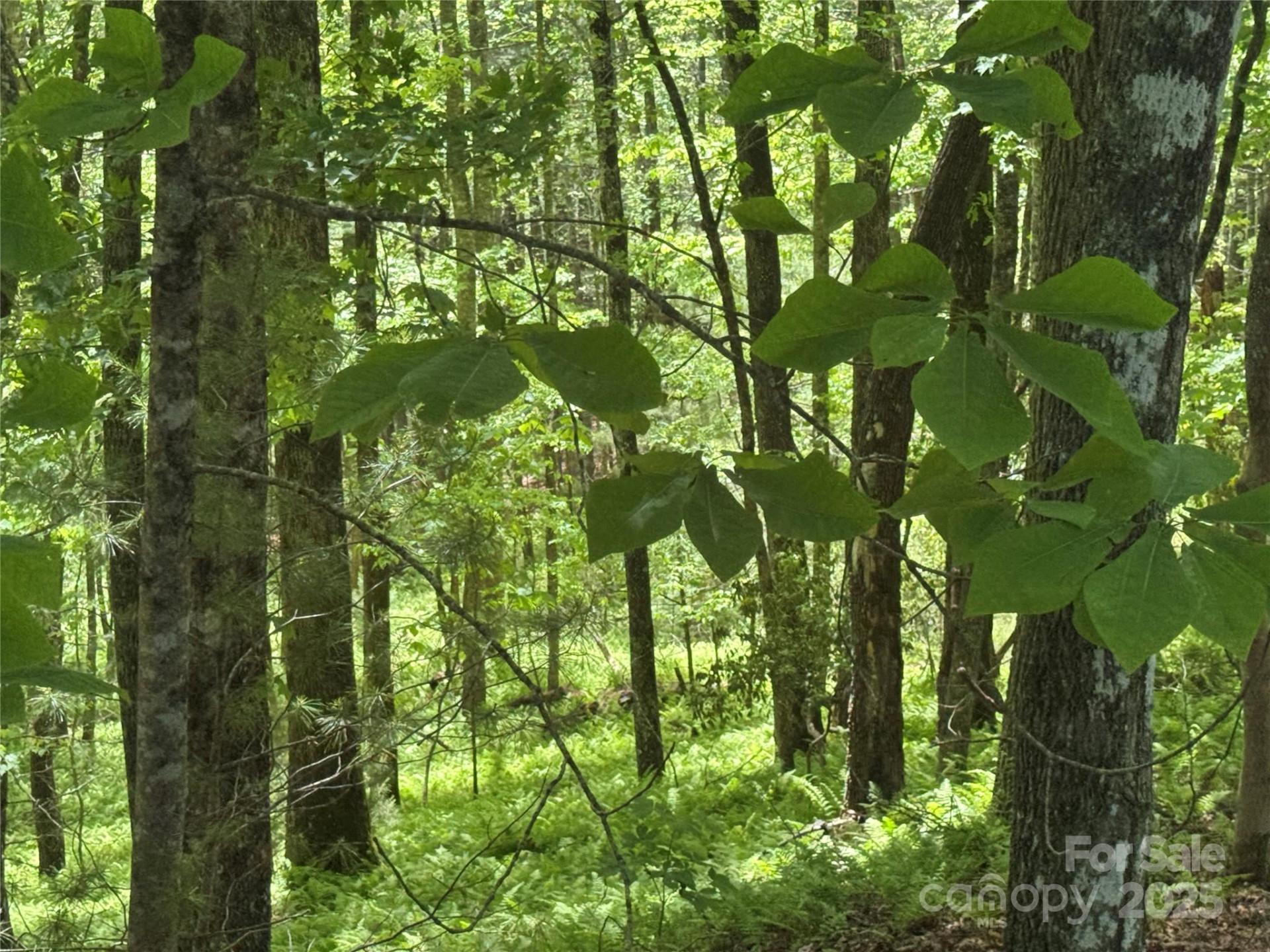 9999 Sassafras Road #4 - Photo 3