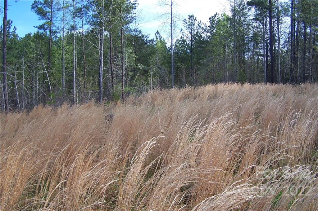 Tract 3 County Line Road - Photo 3