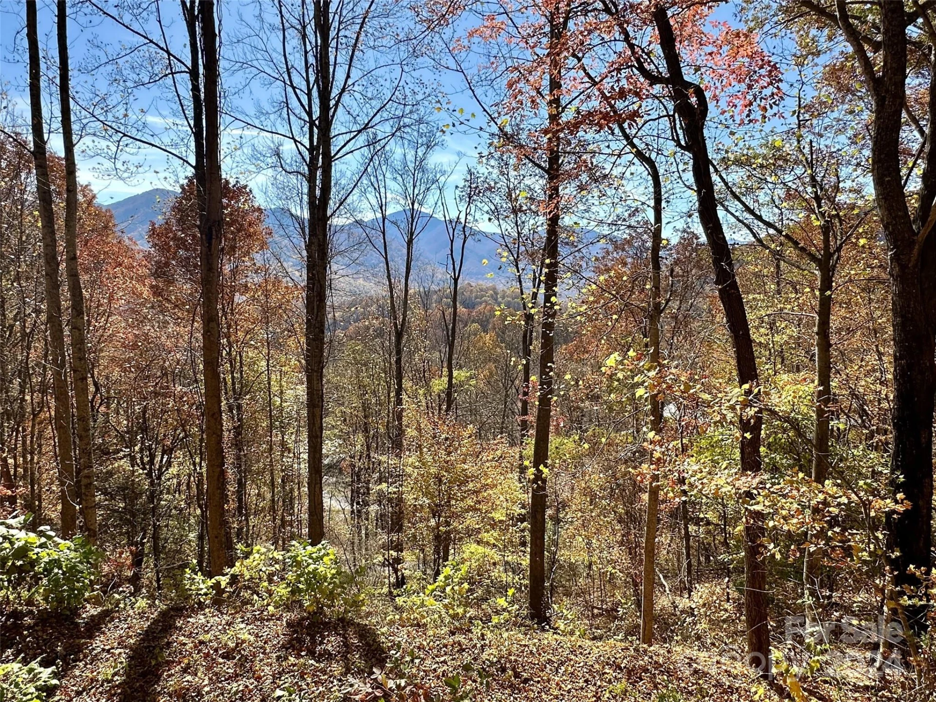 11 Trout Lily Lane #11
