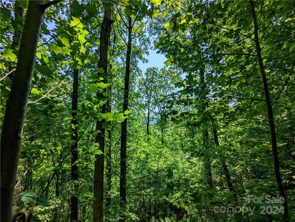 11 Trout Lily Lane #11 - Photo 11