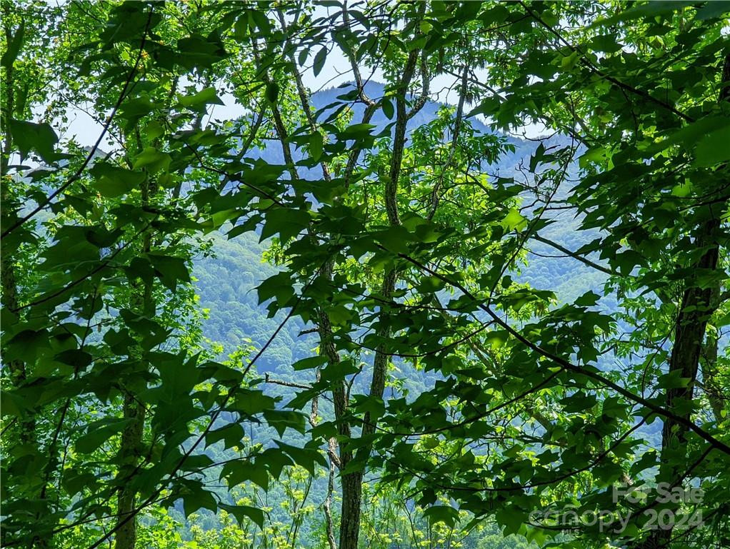 11 Trout Lily Lane #11 - Photo 3