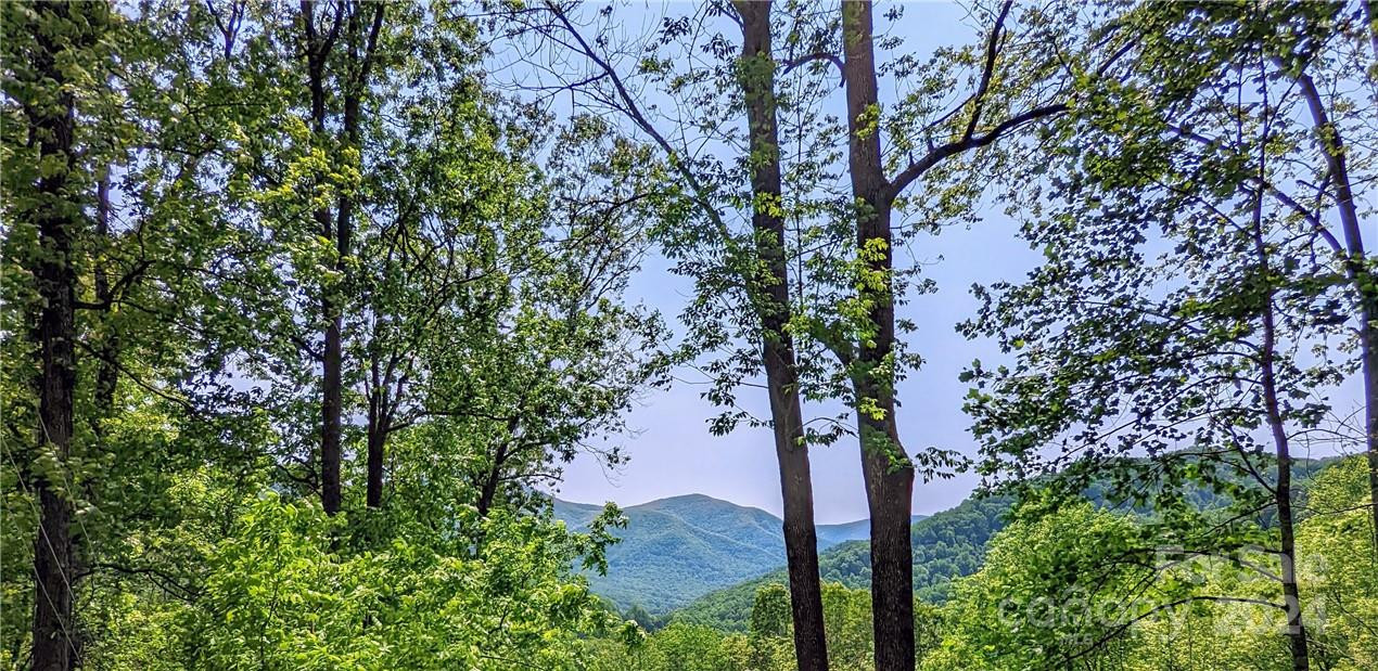 11 Trout Lily Lane #11 - Photo 6