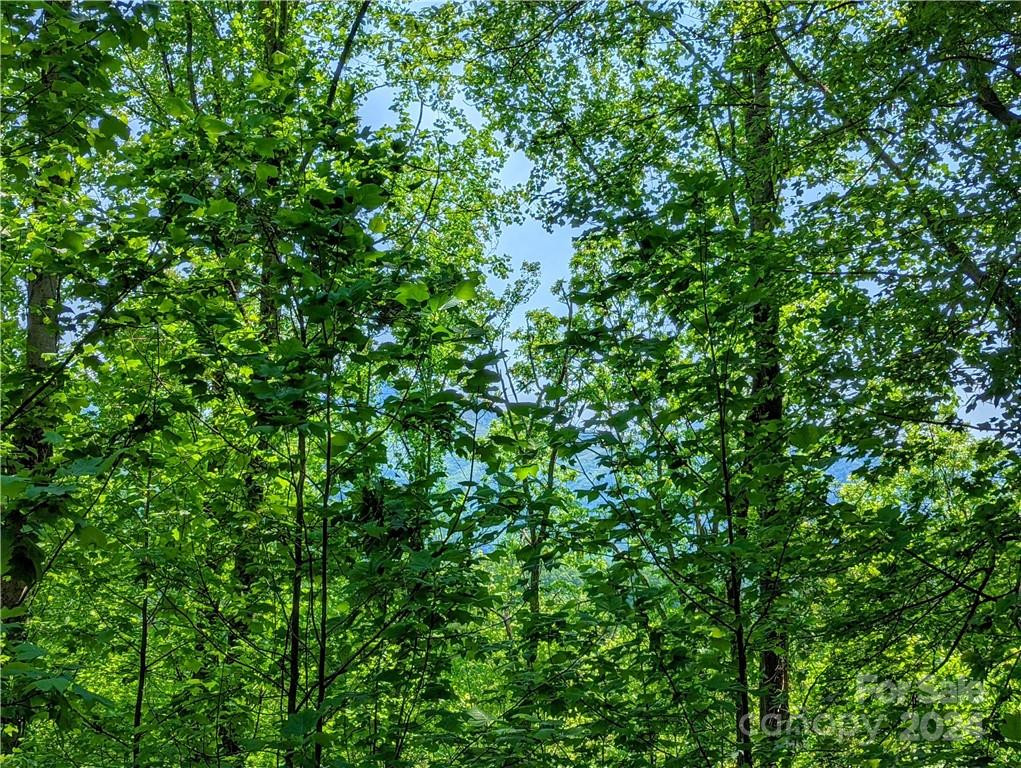 11 Trout Lily Lane #11 - Photo 7