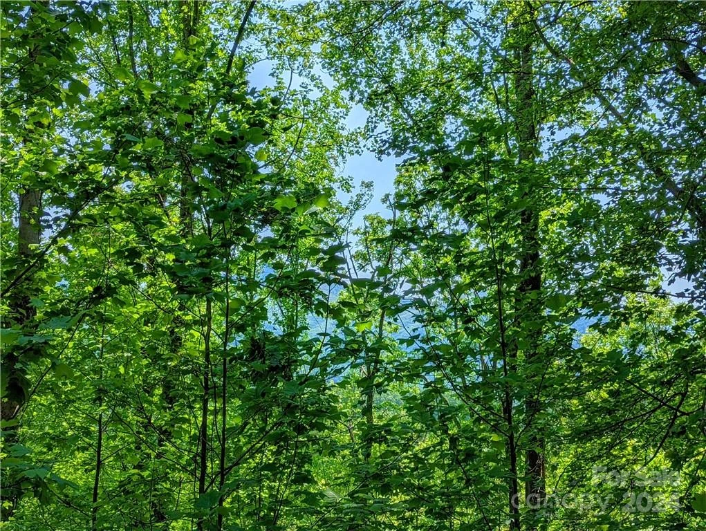 11 Trout Lily Lane #11 - Photo 7