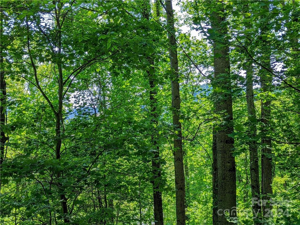 11 Trout Lily Lane #11 - Photo 8