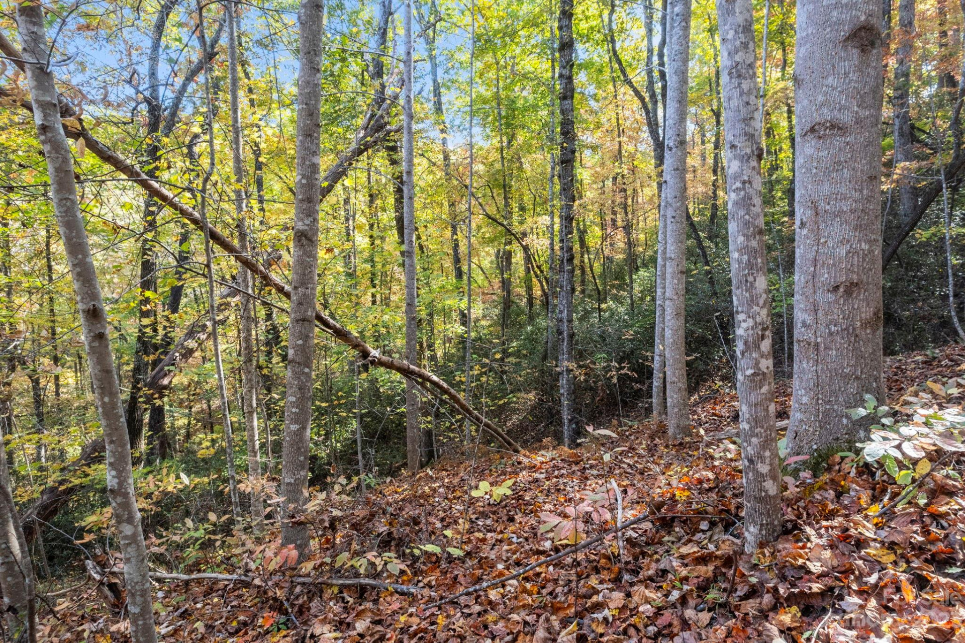 0 Birddog Boulevard - Photo 31