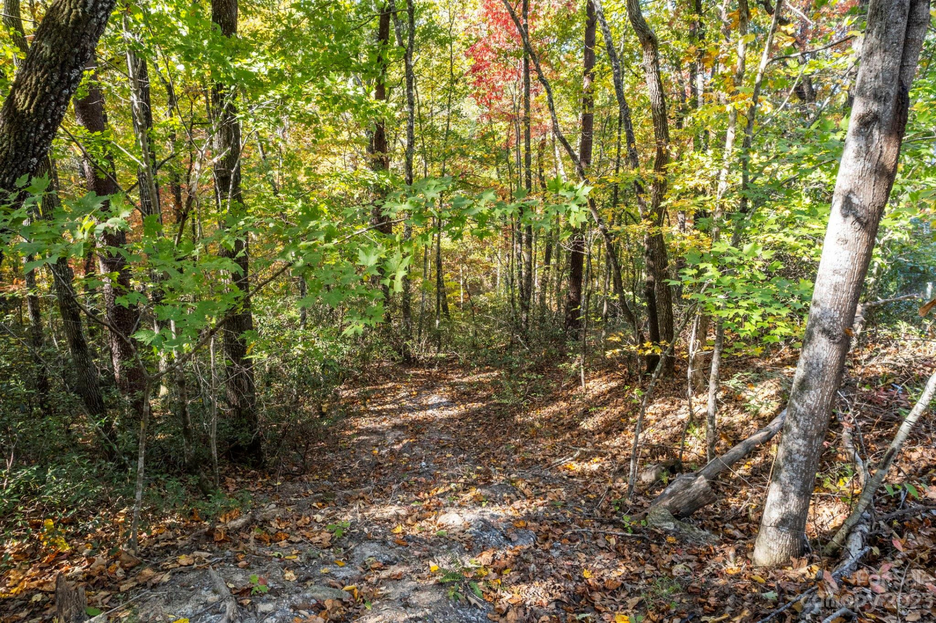 0 Birddog Boulevard - Photo 5