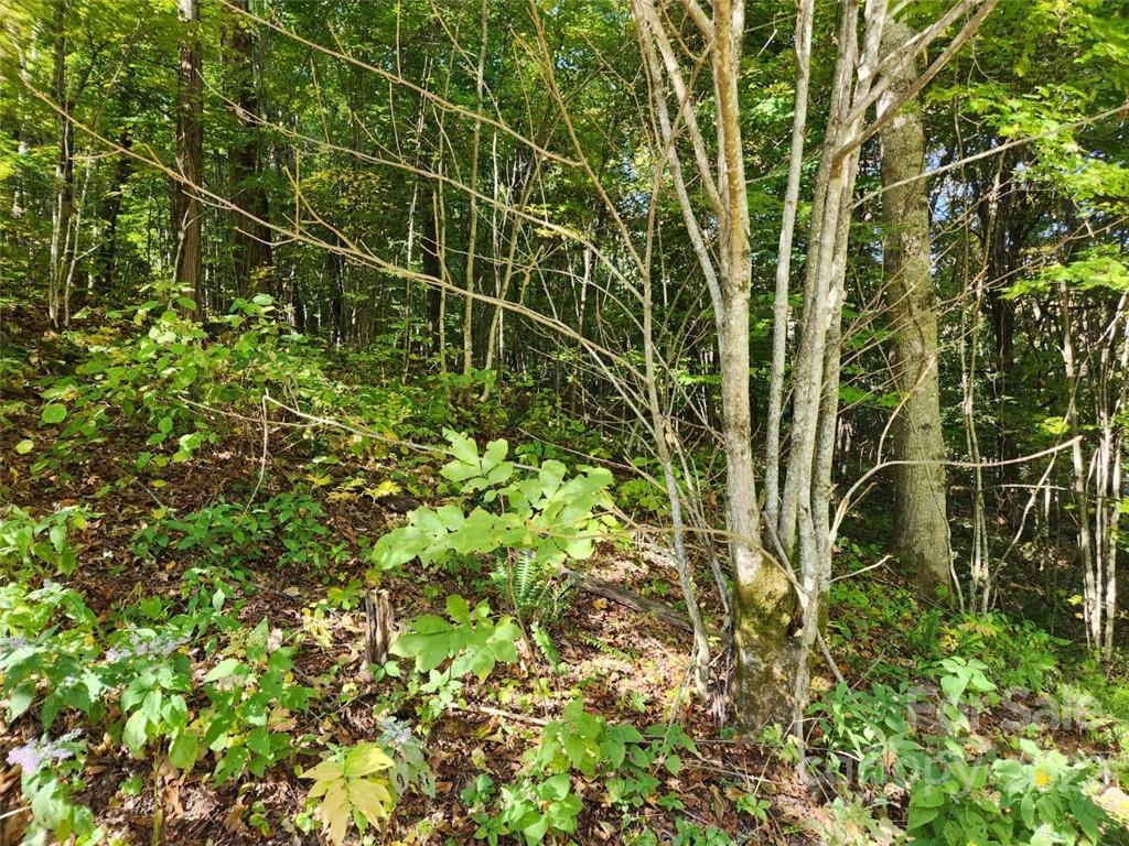 00 Staymon Road #229 - Photo 4