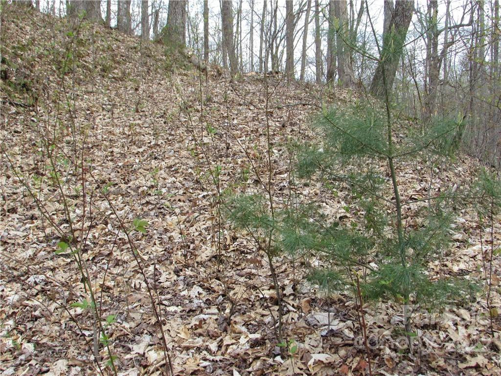 Multiple lots Red Wolf Run None - Photo 23