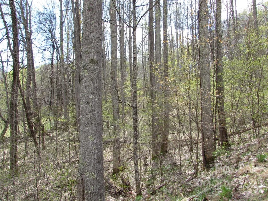 Multiple lots Red Wolf Run None - Photo 28