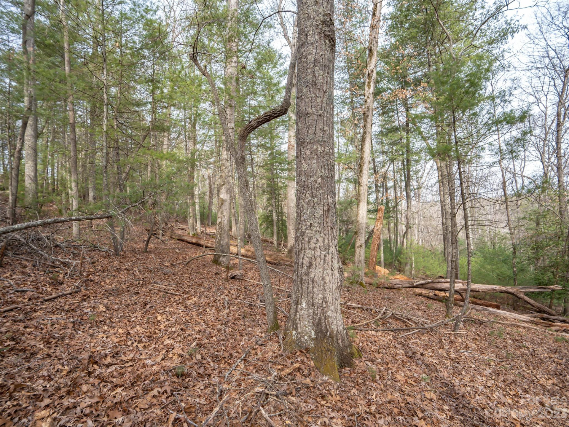 9999 Cedar Hill Drive #12 - Photo 12