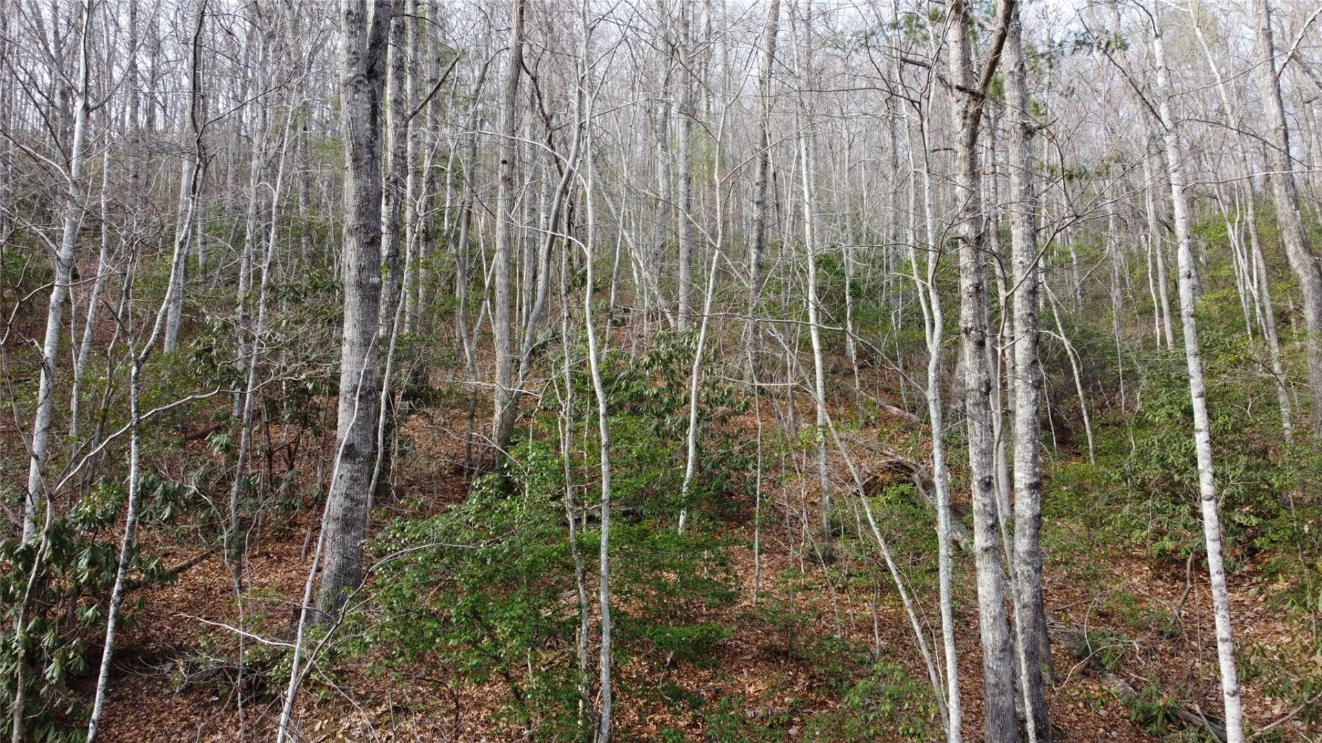 0000 Lookout Terrace Road - Photo 17
