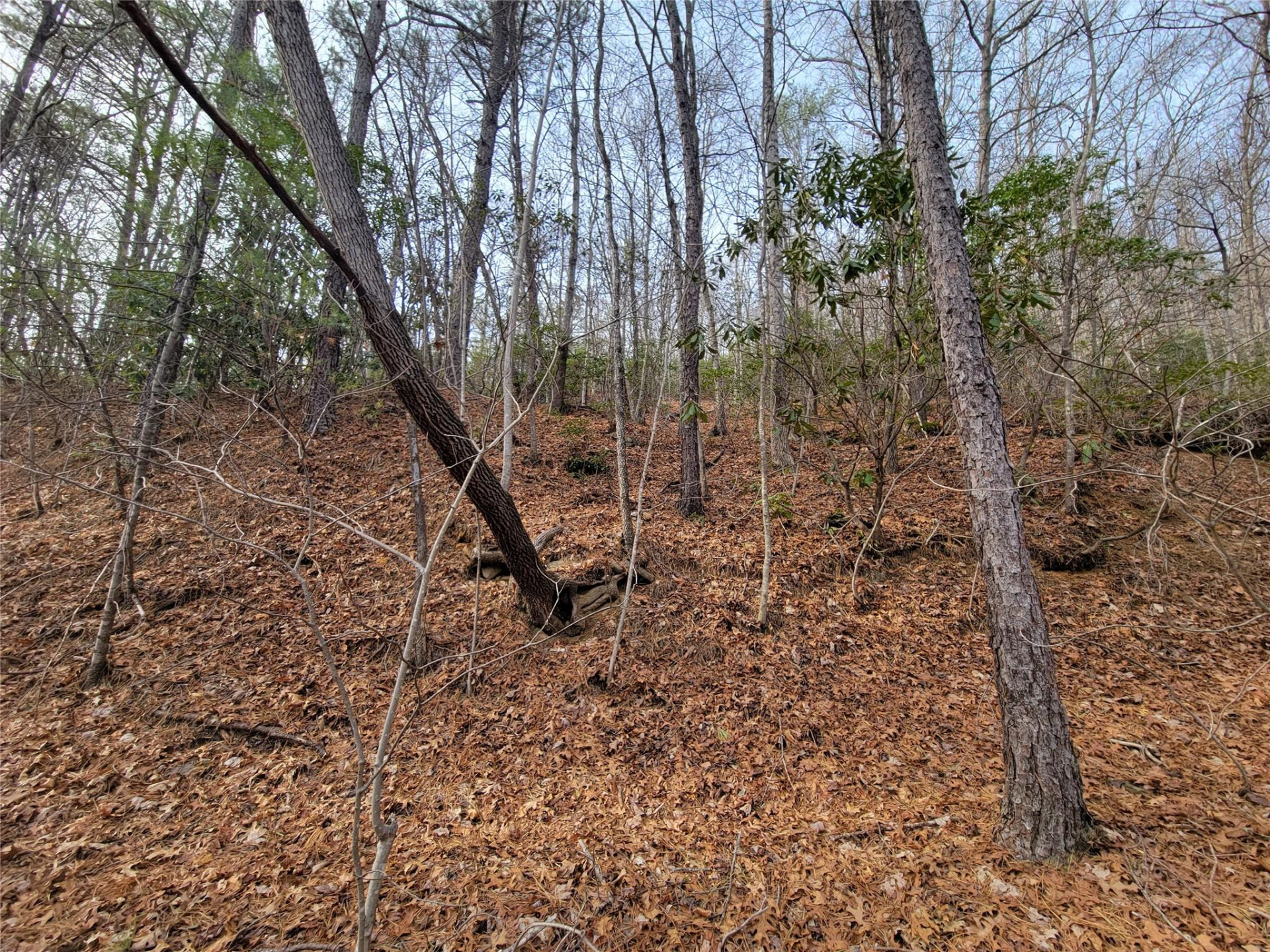 0000 Lookout Terrace Road - Photo 31