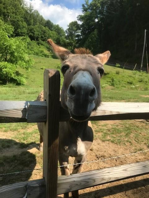 976 Slippery Rock Road - Photo 8