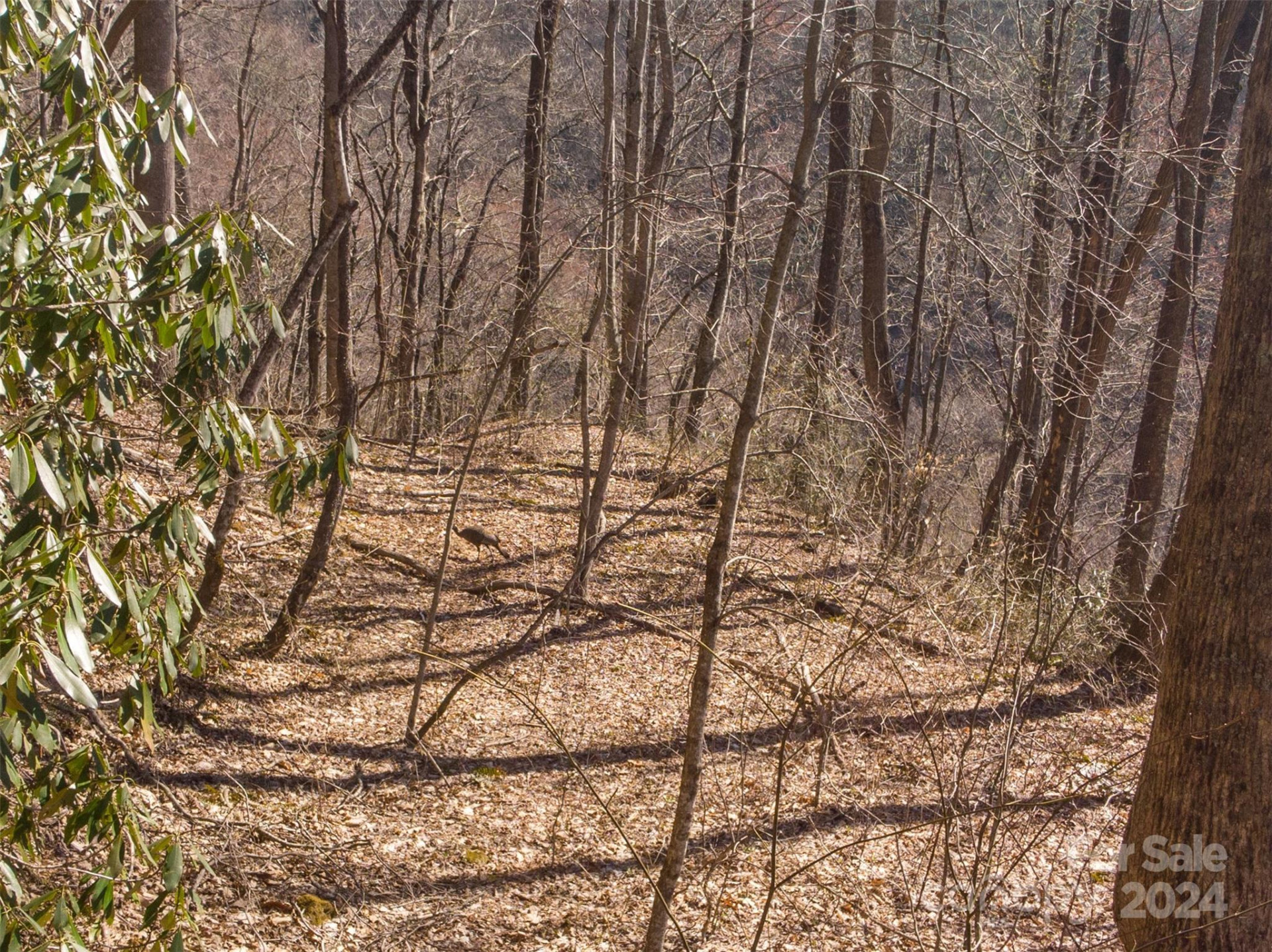 00 Buff Creek Road - Photo 9