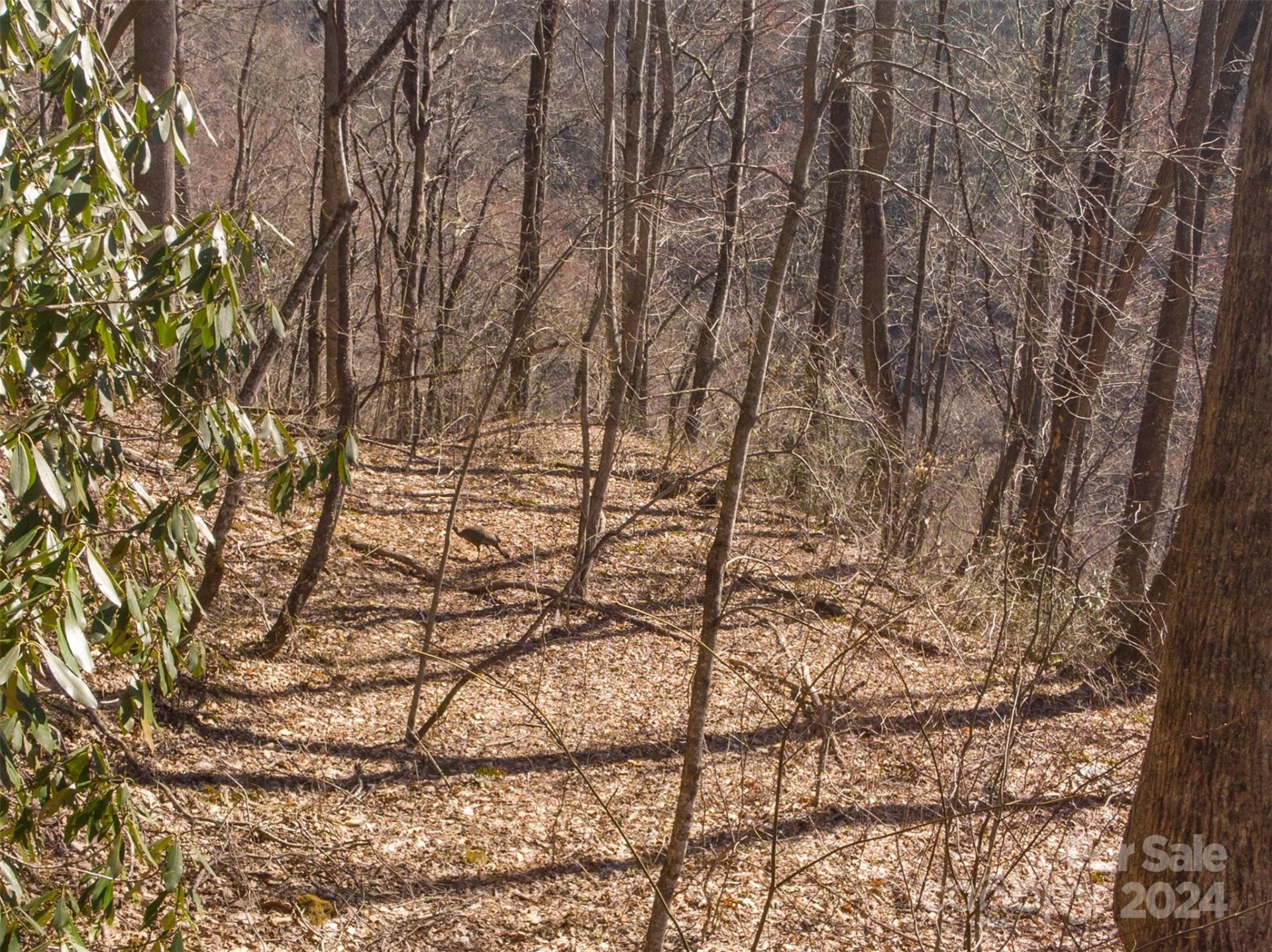00 Buff Creek Road - Photo 9
