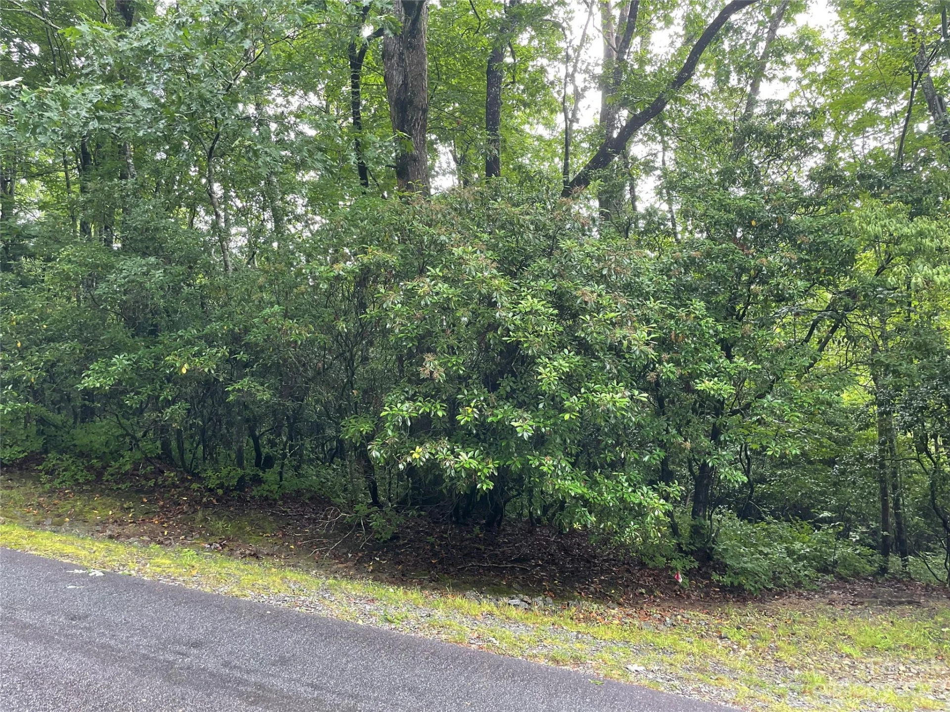 TBD Tellico Trail #116/01