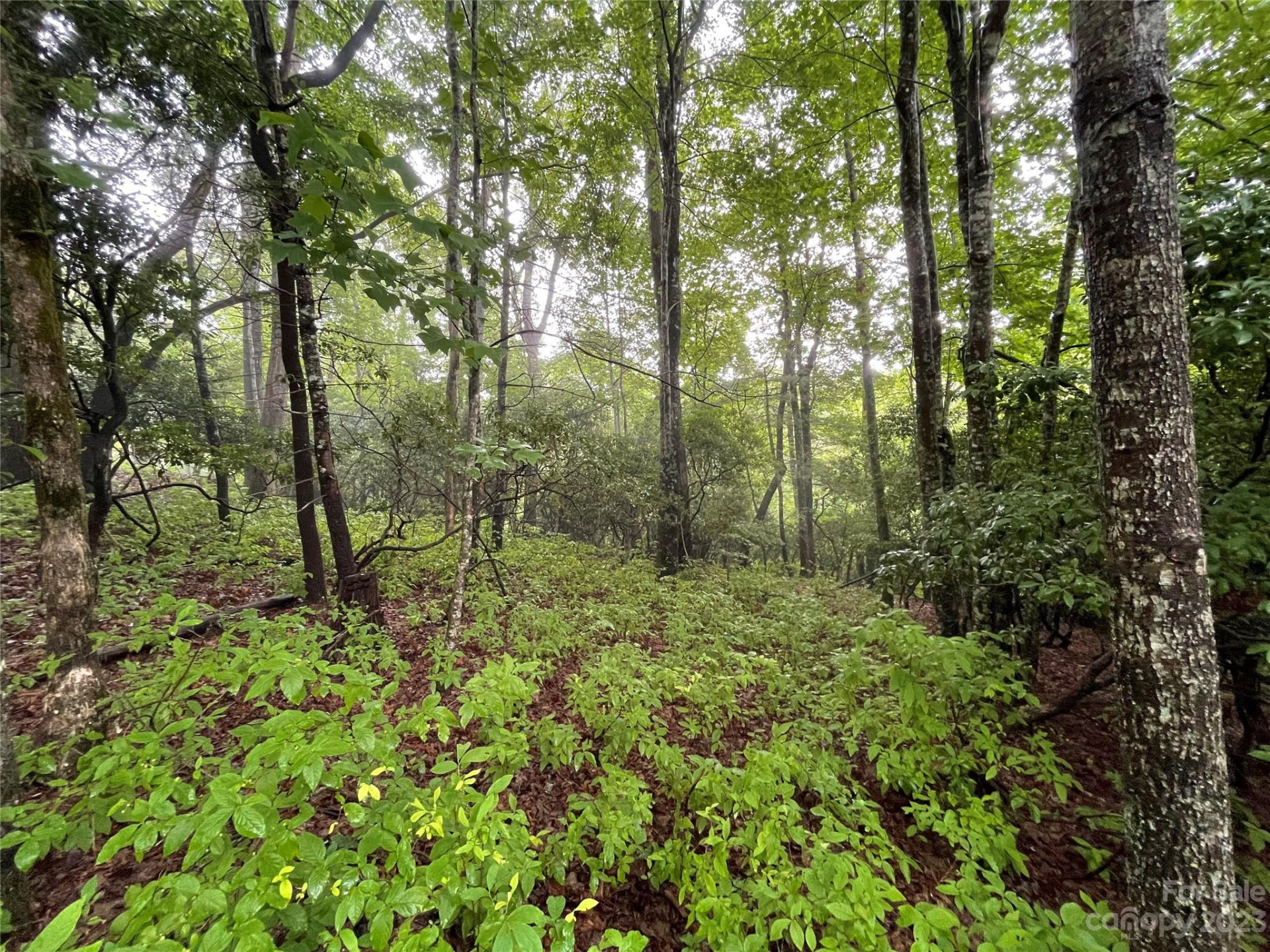 TBD Tellico Trail #116/01 - Photo 5