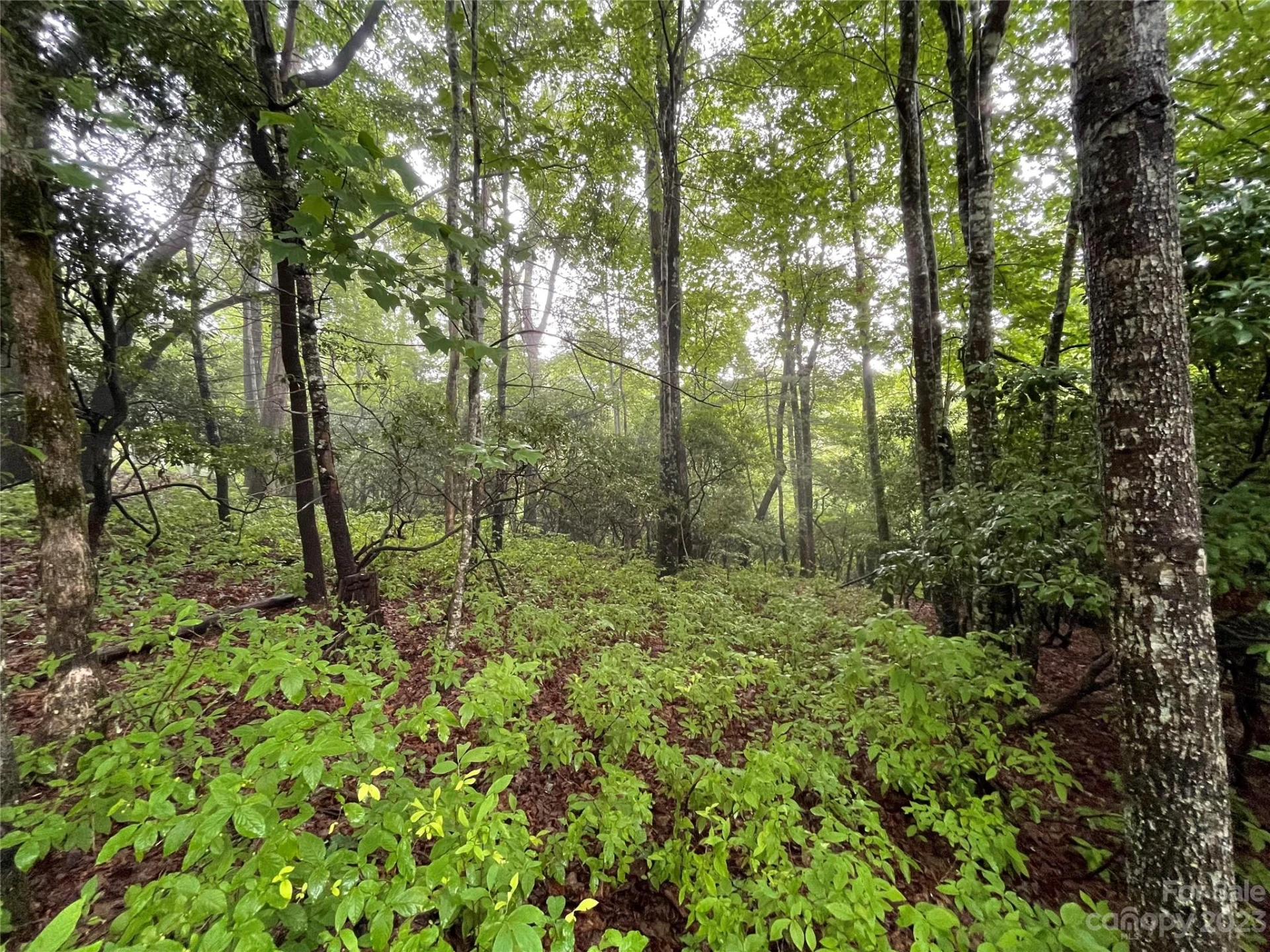 TBD Tellico Trail #116/01 - Photo 5