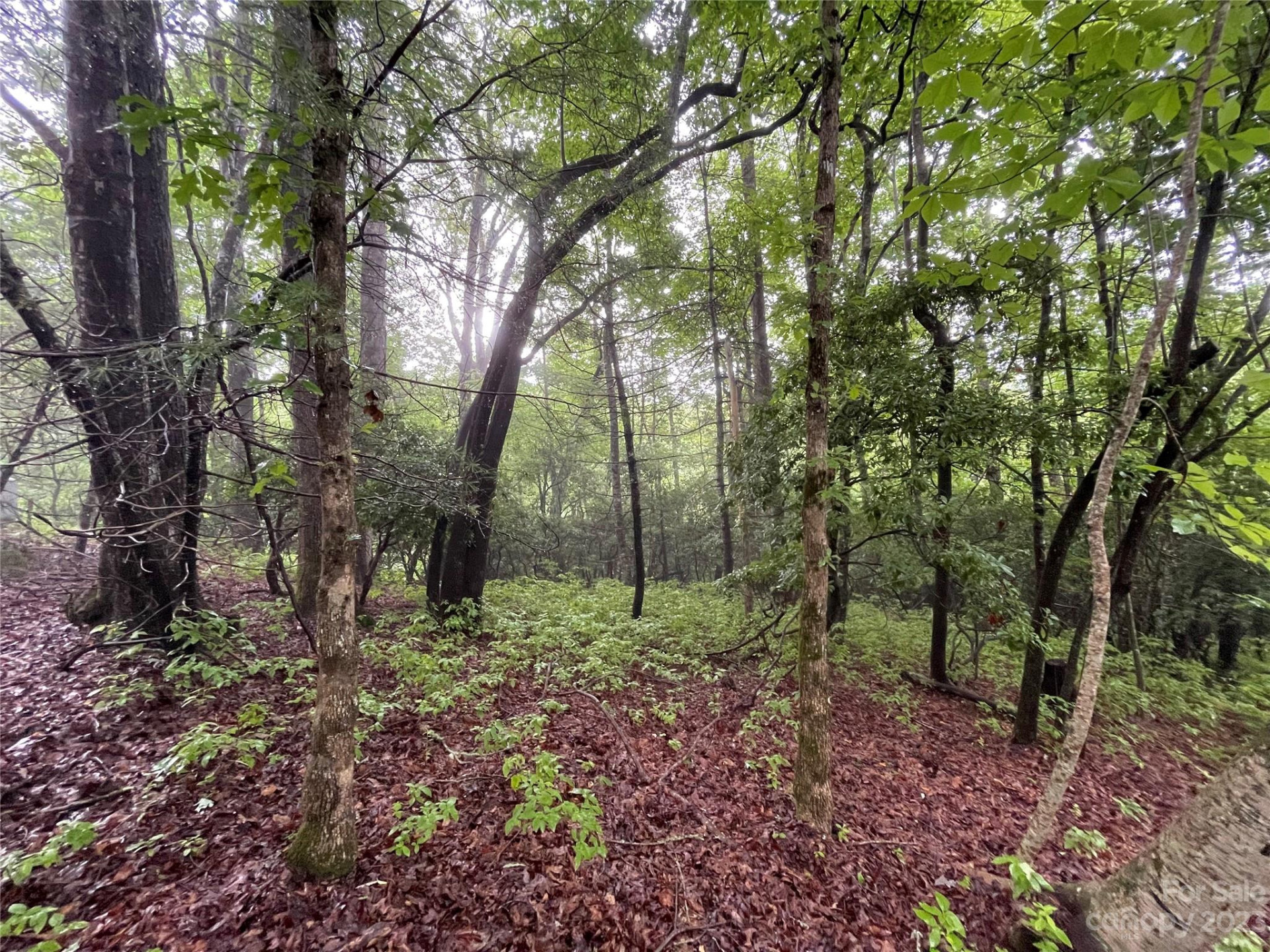 TBD Tellico Trail #116/01 - Photo 7