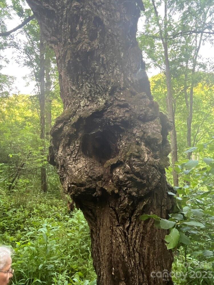 9999 Davis Cove Road - Photo 6