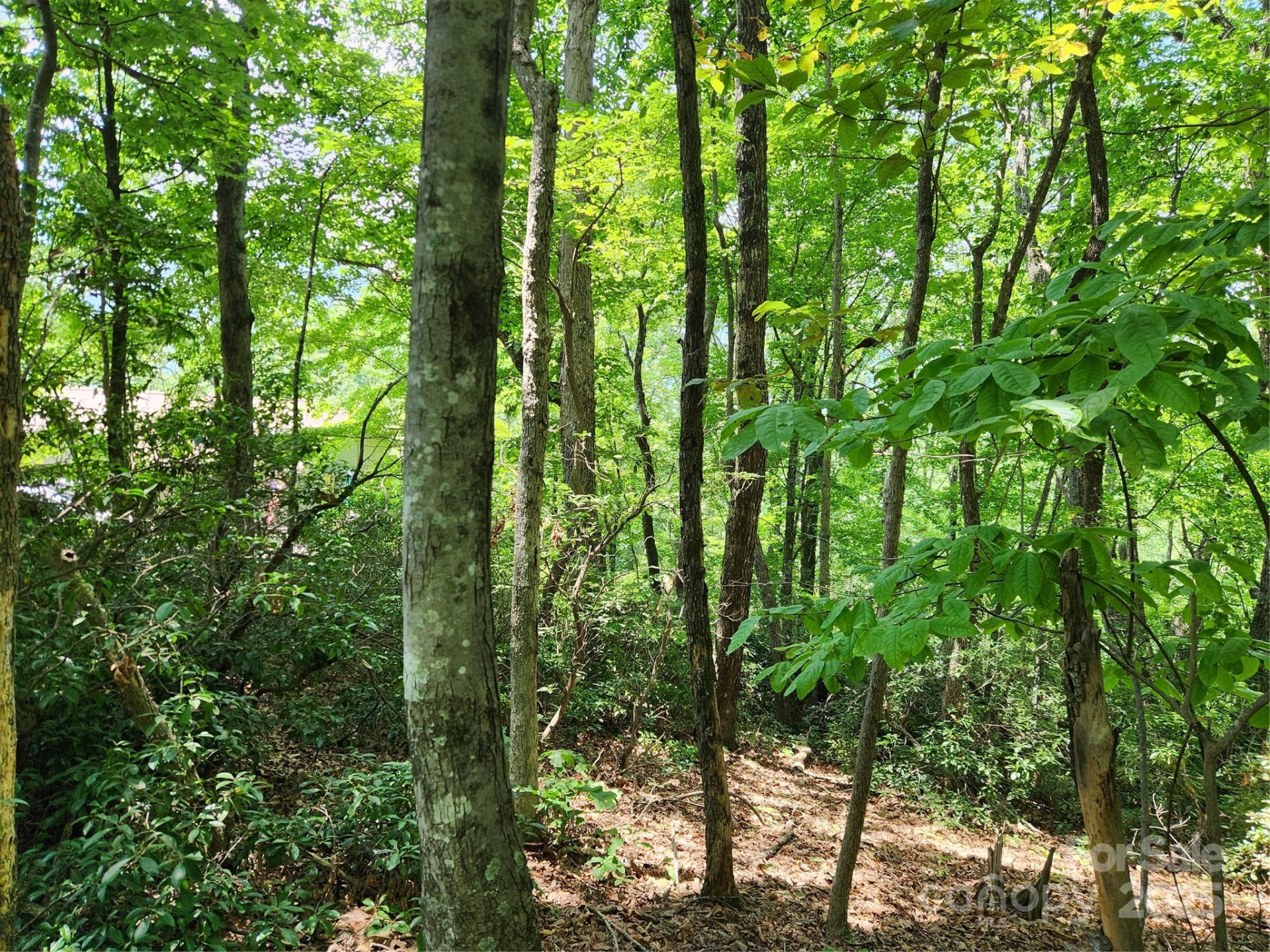 Lot 124, 125, & 101 Banjo Court - Photo 4