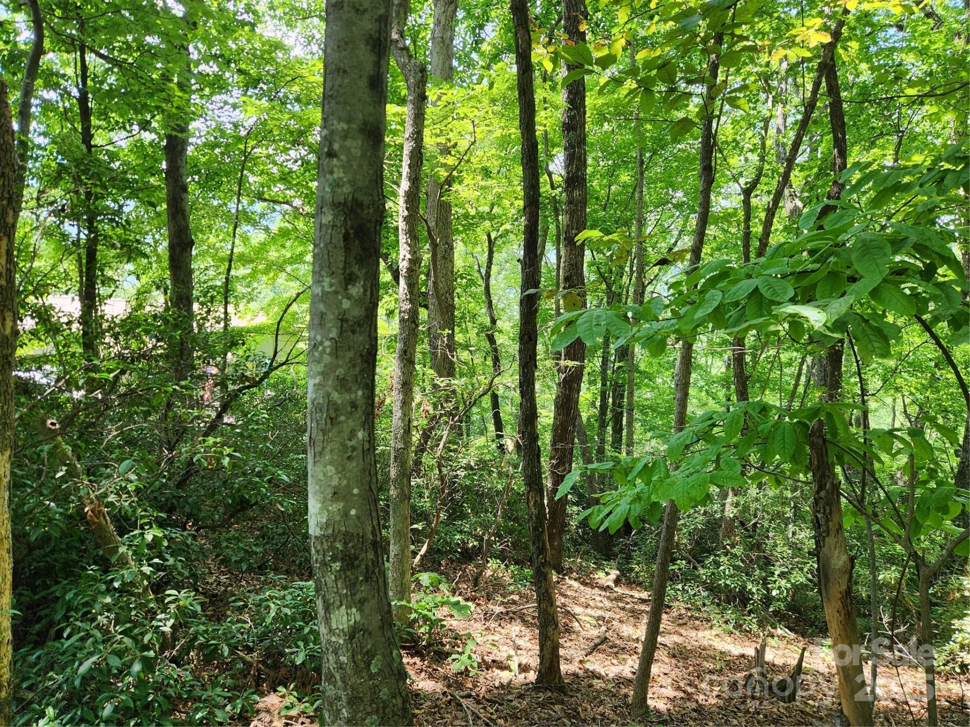 Lot 124, 125, & 101 Banjo Court - Photo 4