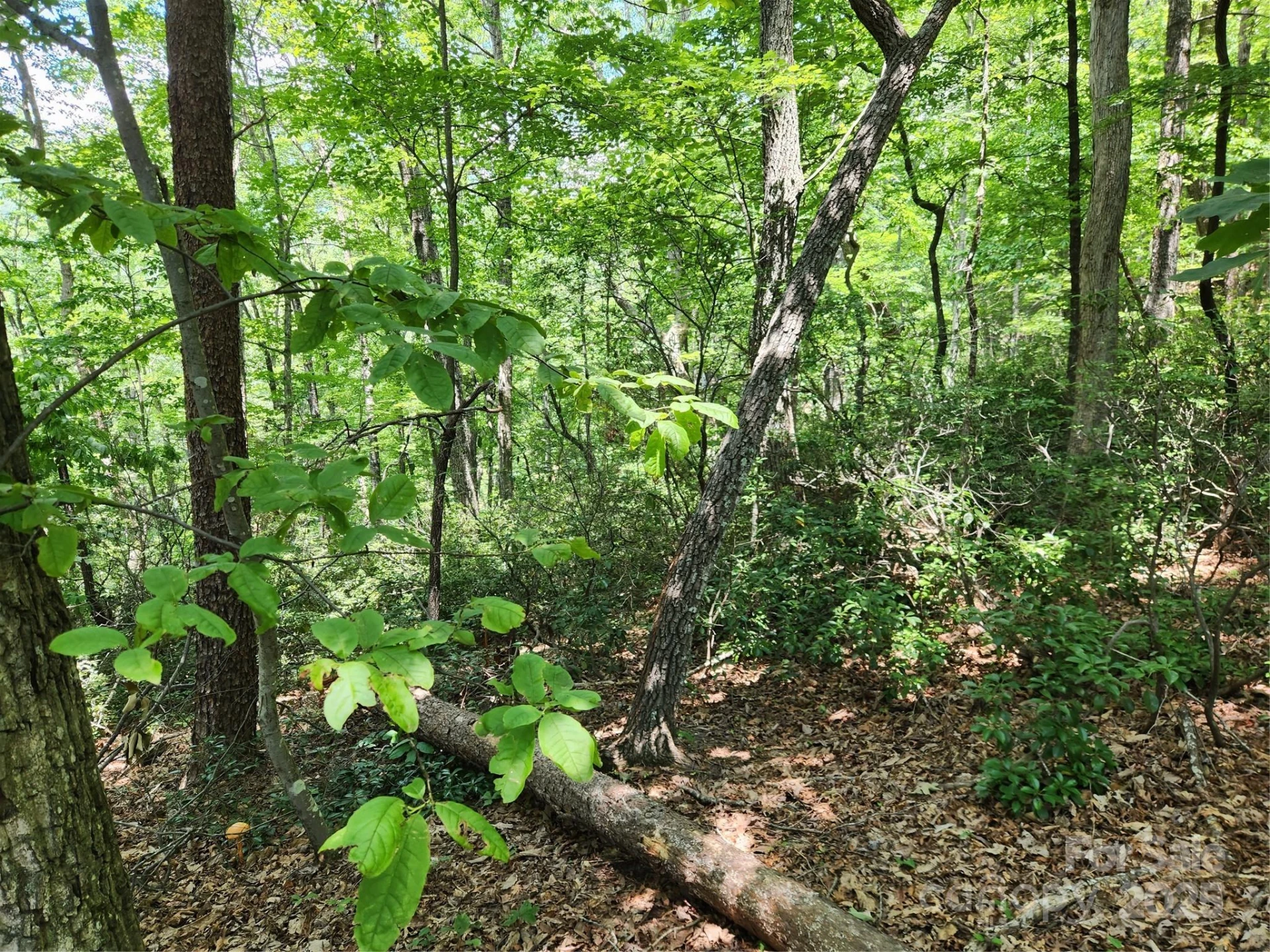 Lot 124, 125, & 101 Banjo Court - Photo 8