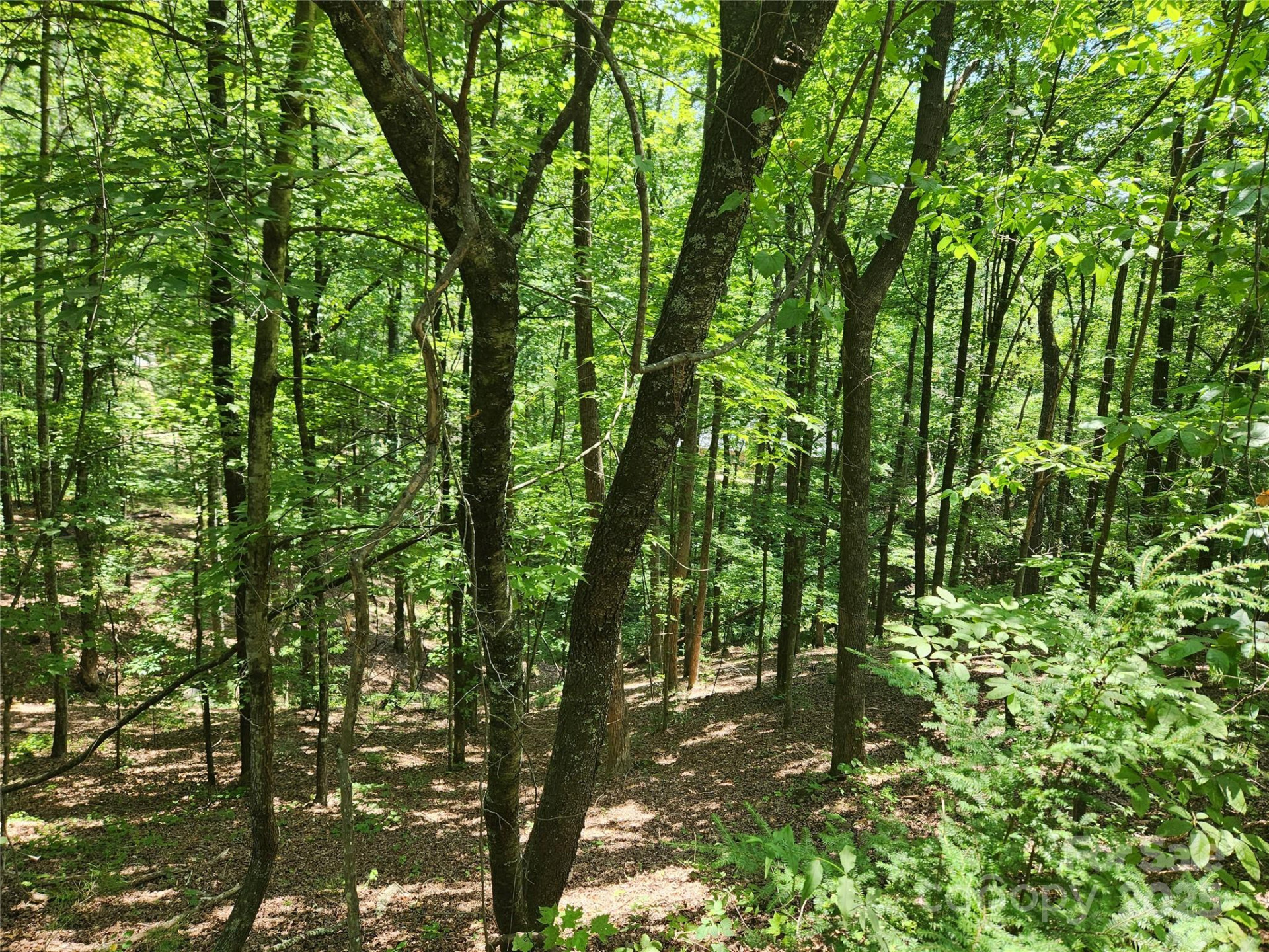 Lot 81, 82, & 88 Walnut Lane - Photo 2