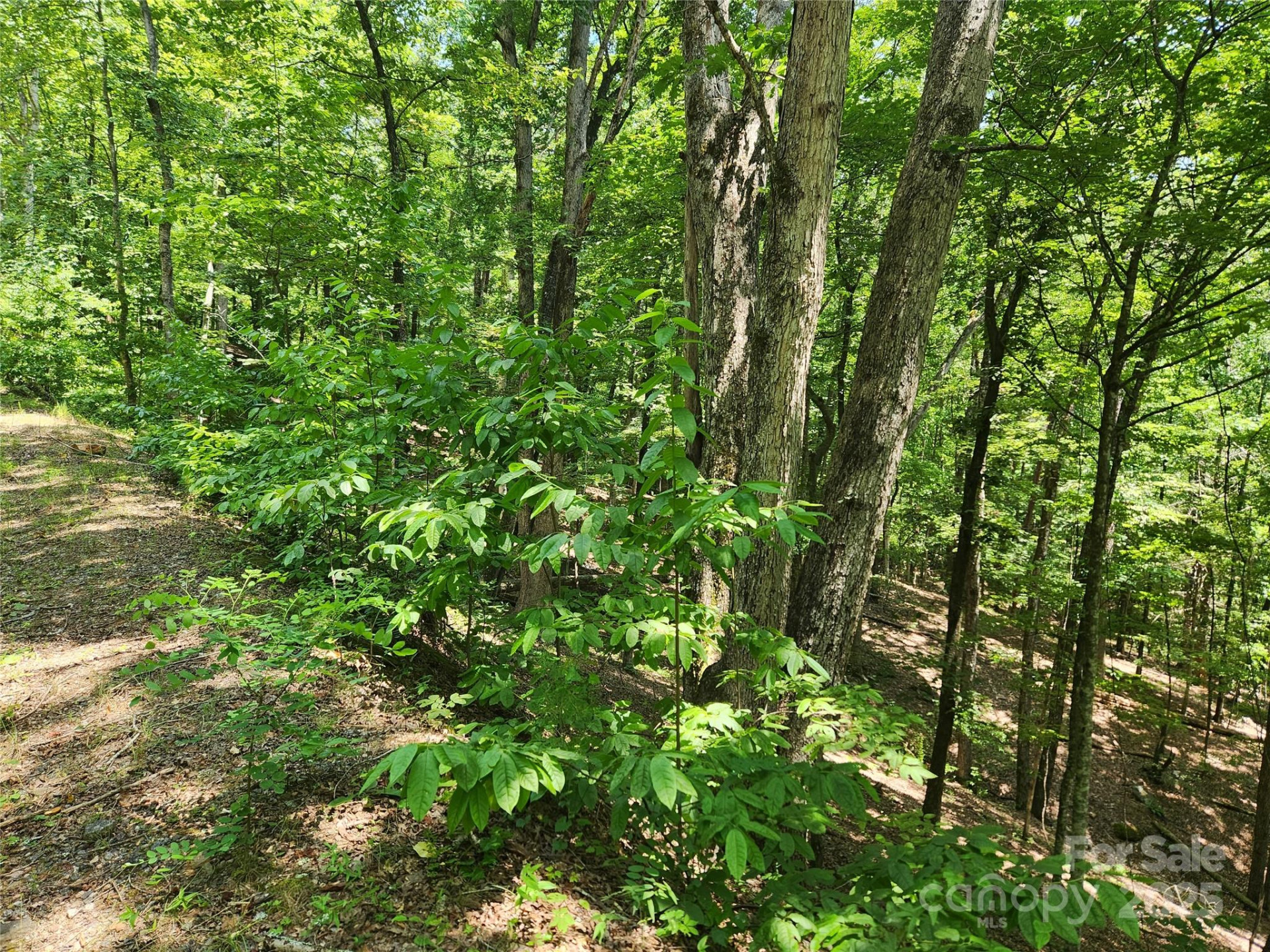 Lot 81, 82, & 88 Walnut Lane - Photo 4