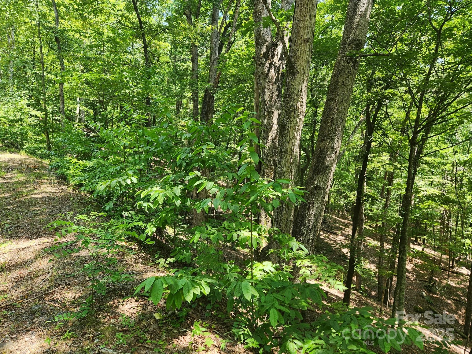 Lot 81, 82, & 88 Walnut Lane - Photo 4