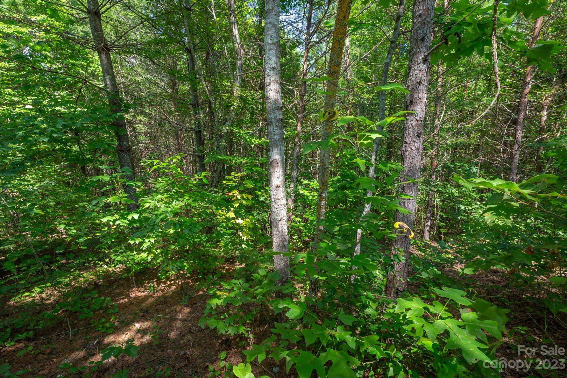 1113 Greene Court #36 - Photo 6