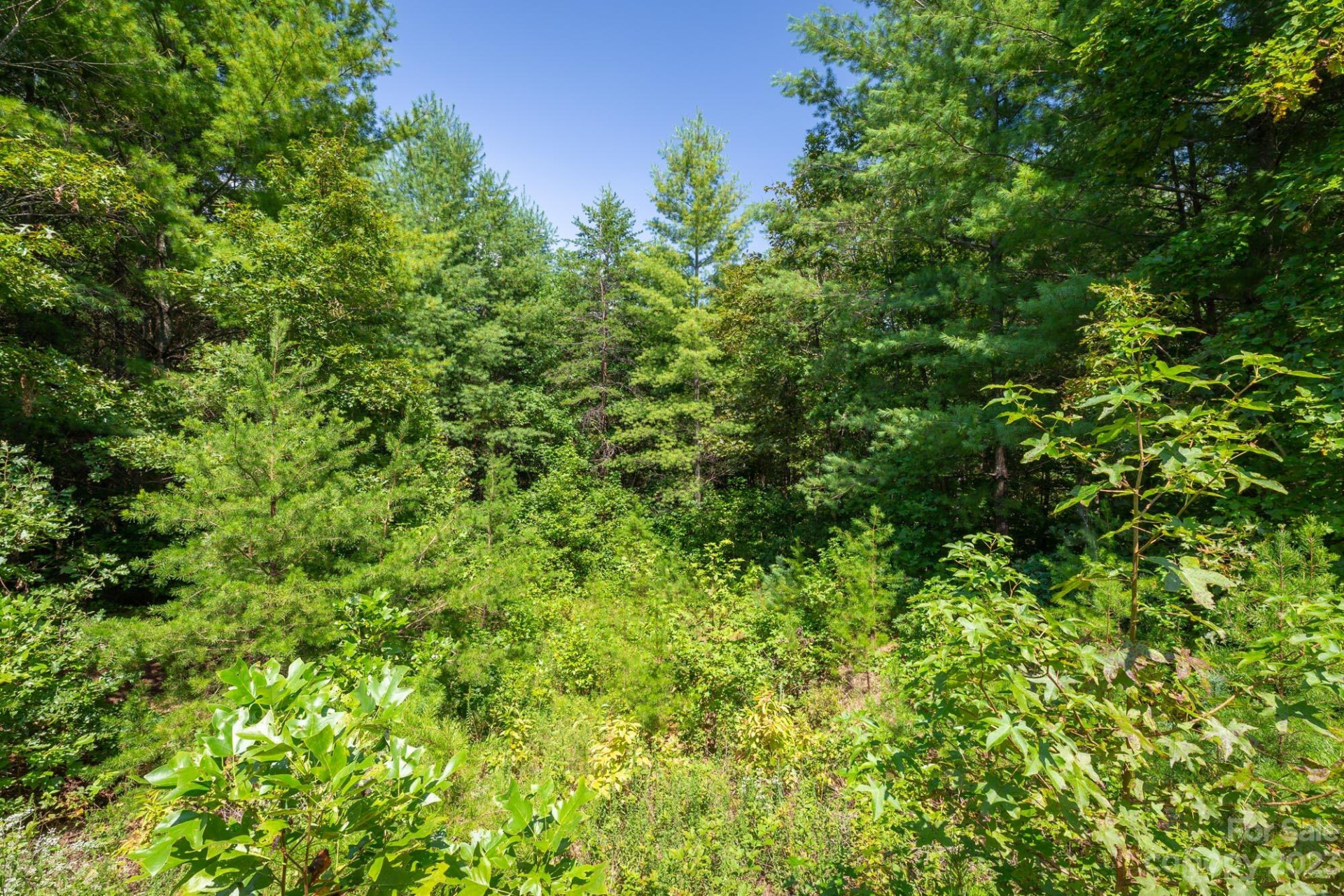 1101 Greene Court #35 - Photo 6