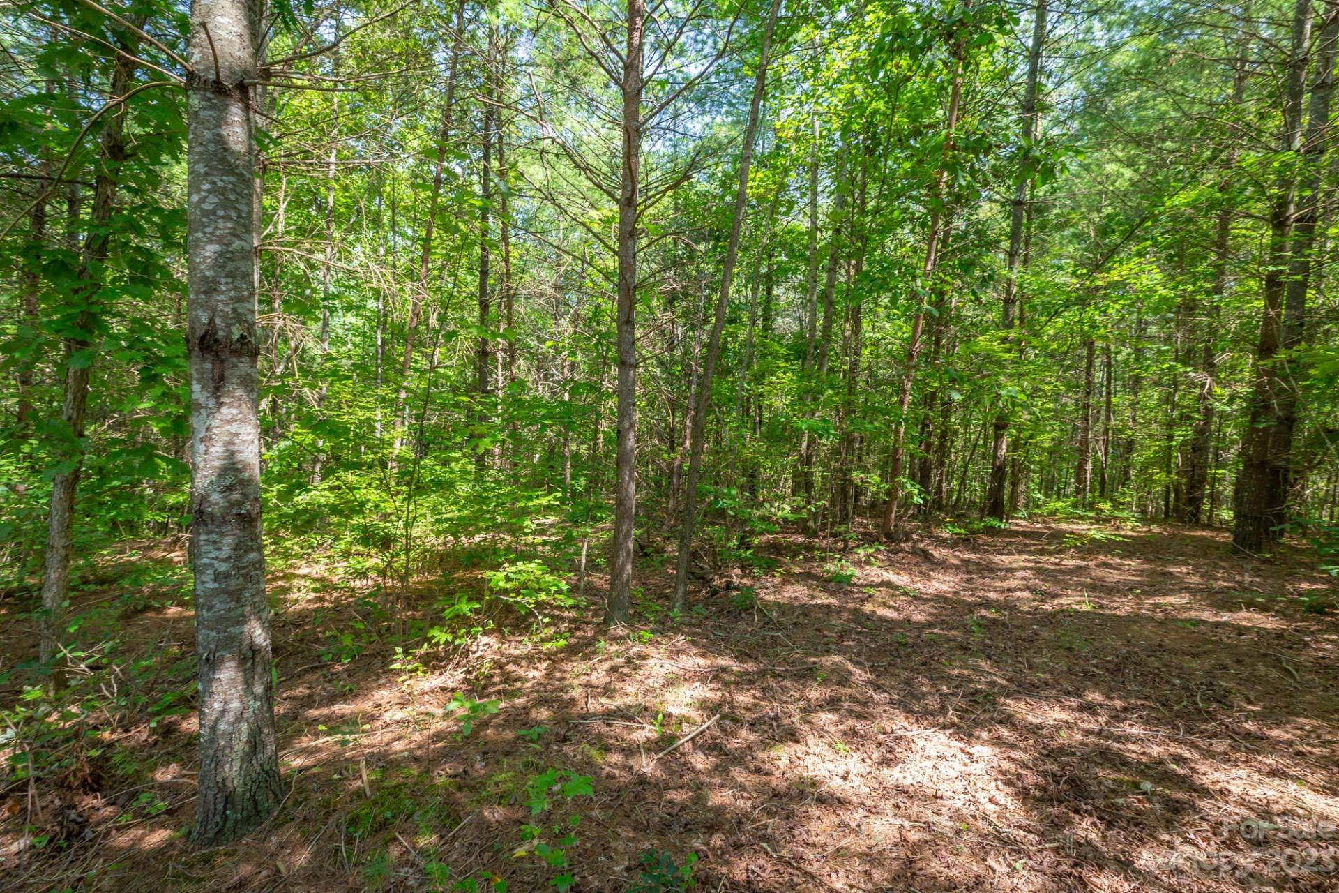 1119 Greene Court #37 - Photo 6