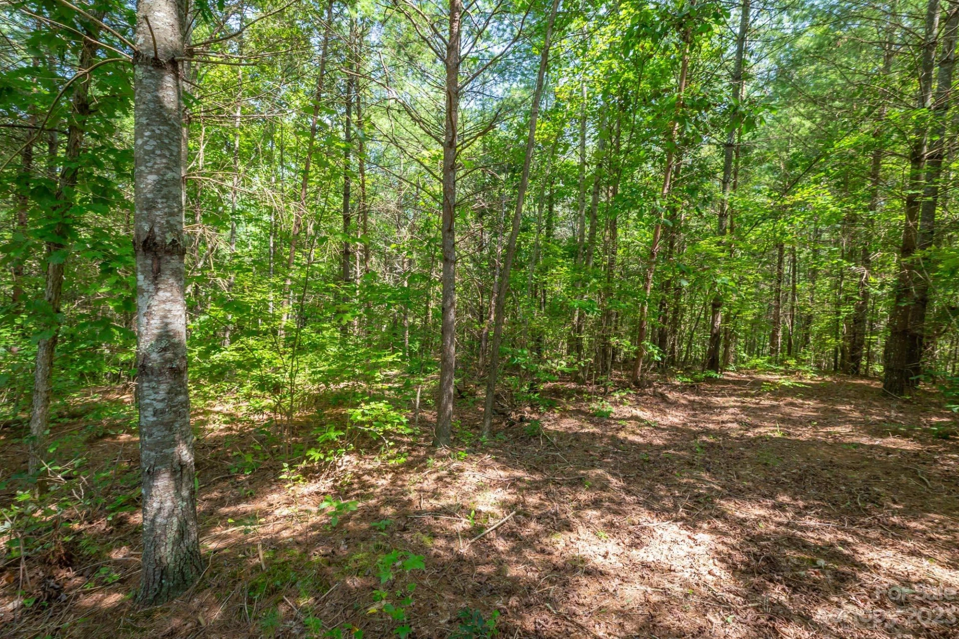 1119 Greene Court #37 - Photo 6