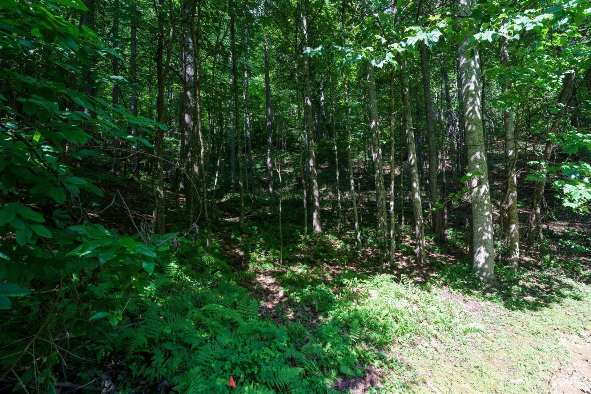 317 Boundary Tree Pass #14 - Photo 10