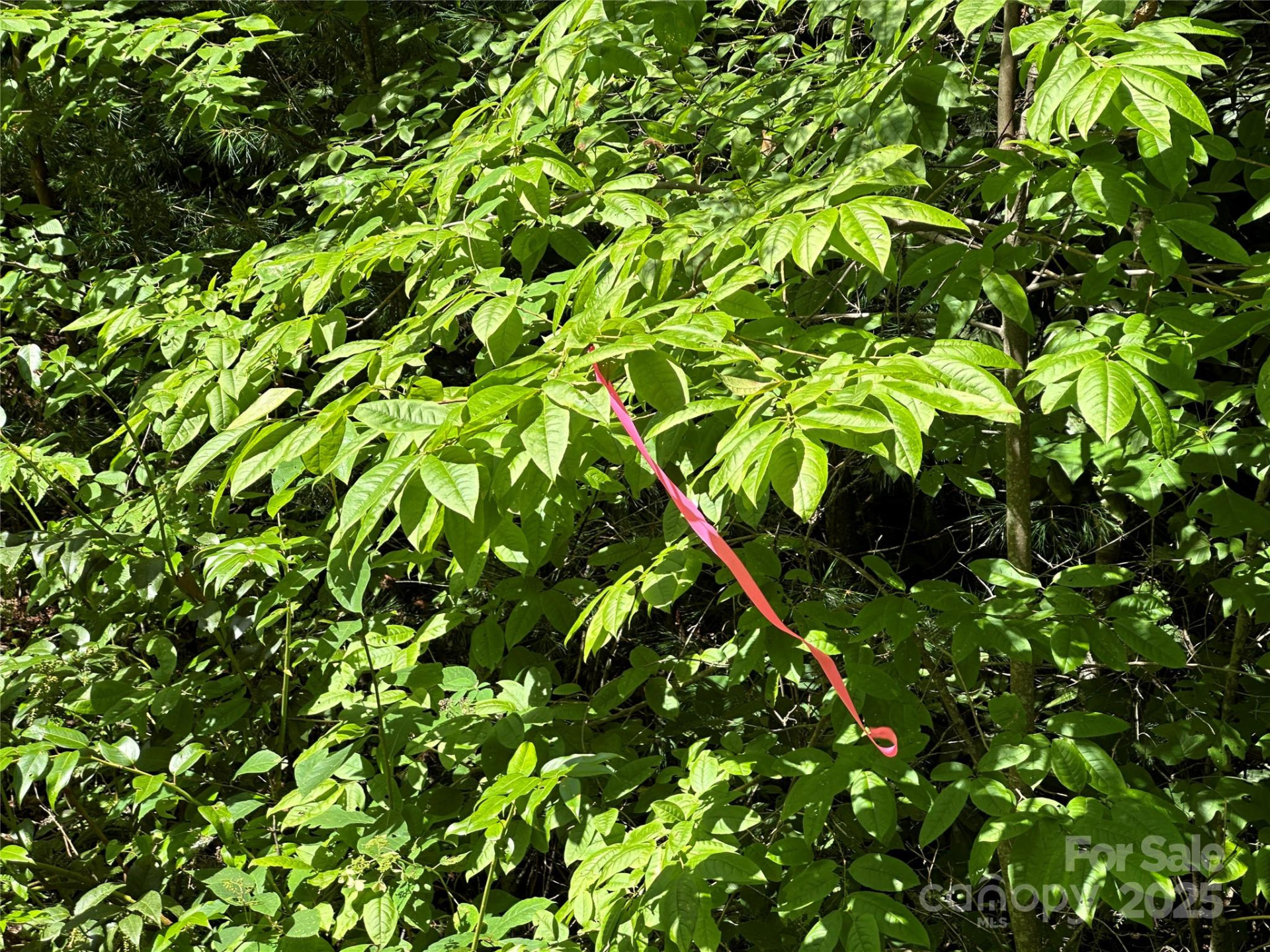 43 Abby Falls Drive #43 - Photo 31