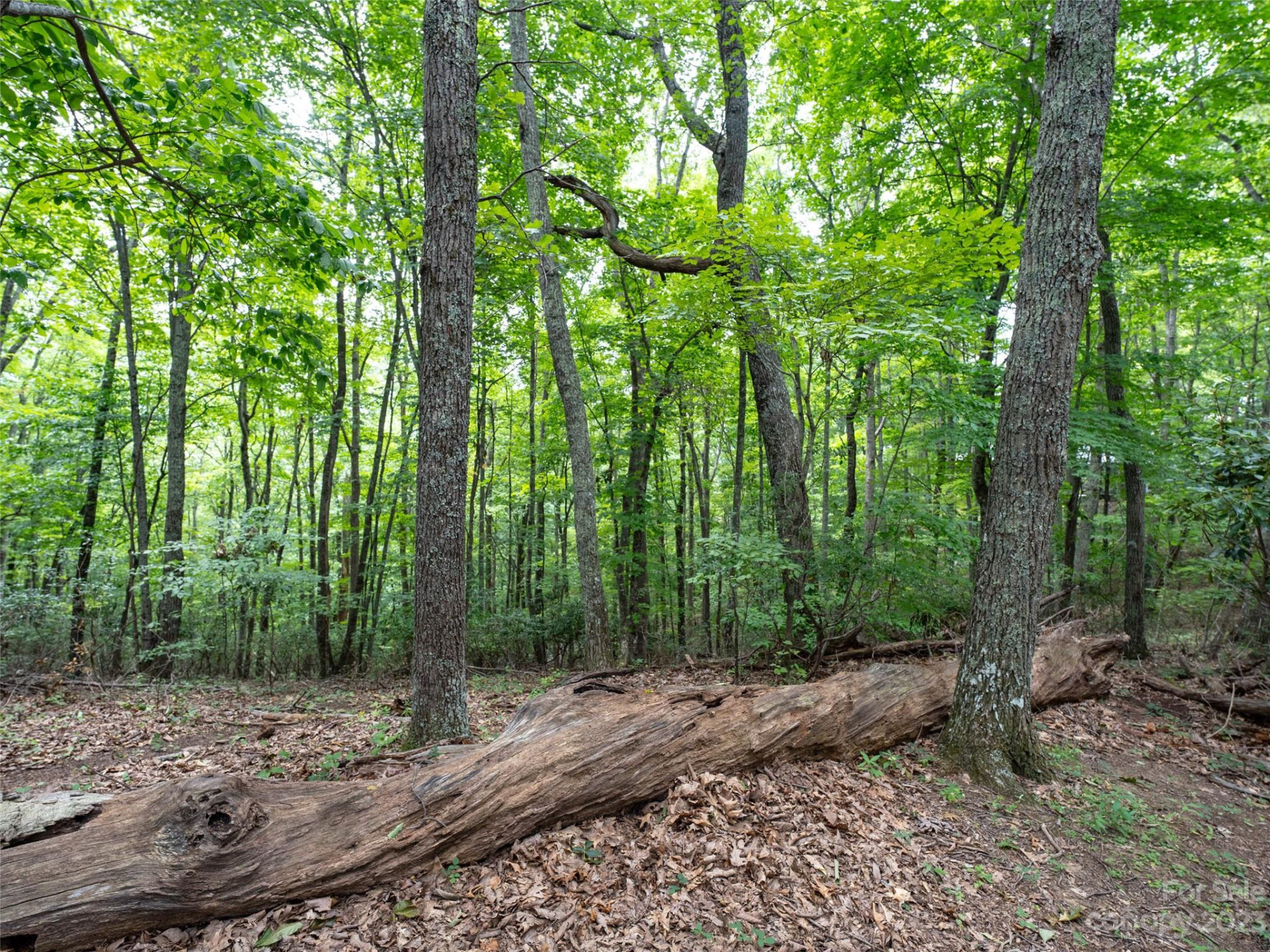 00 Grouse Ridge Road #2 - Photo 3