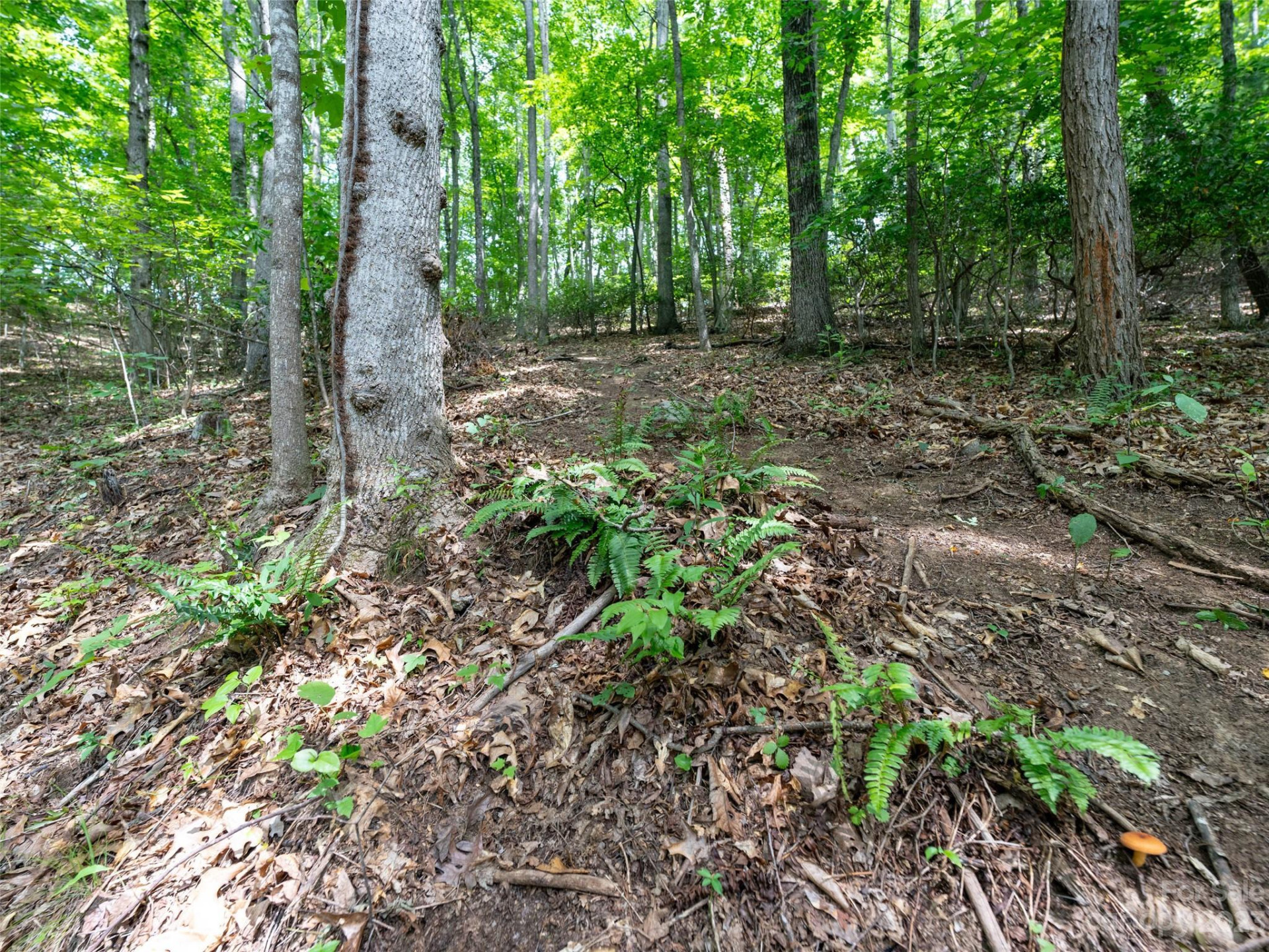 00 Grouse Ridge Road #2 - Photo 4