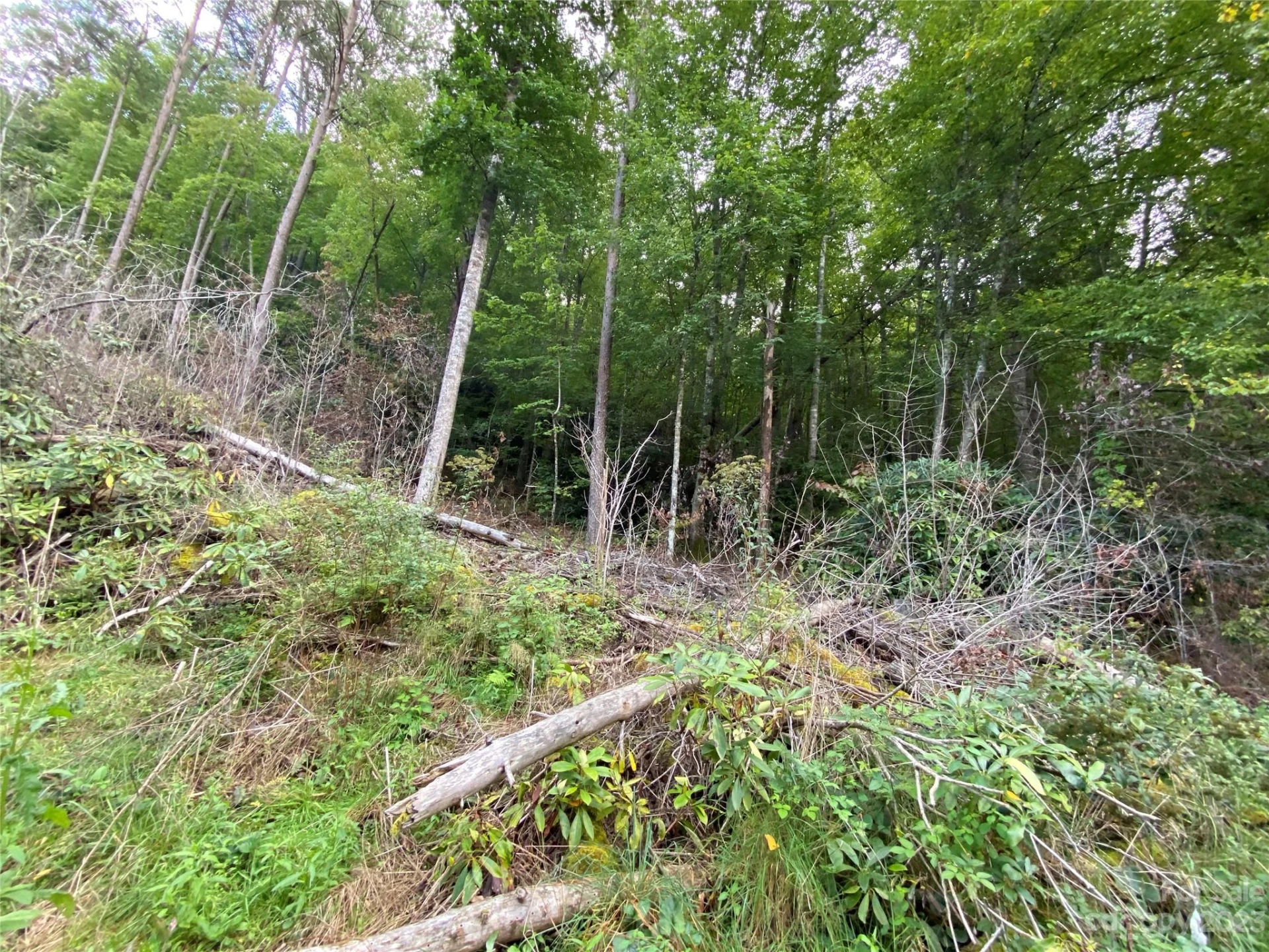 00000 Screech Owl Drive - Photo 4