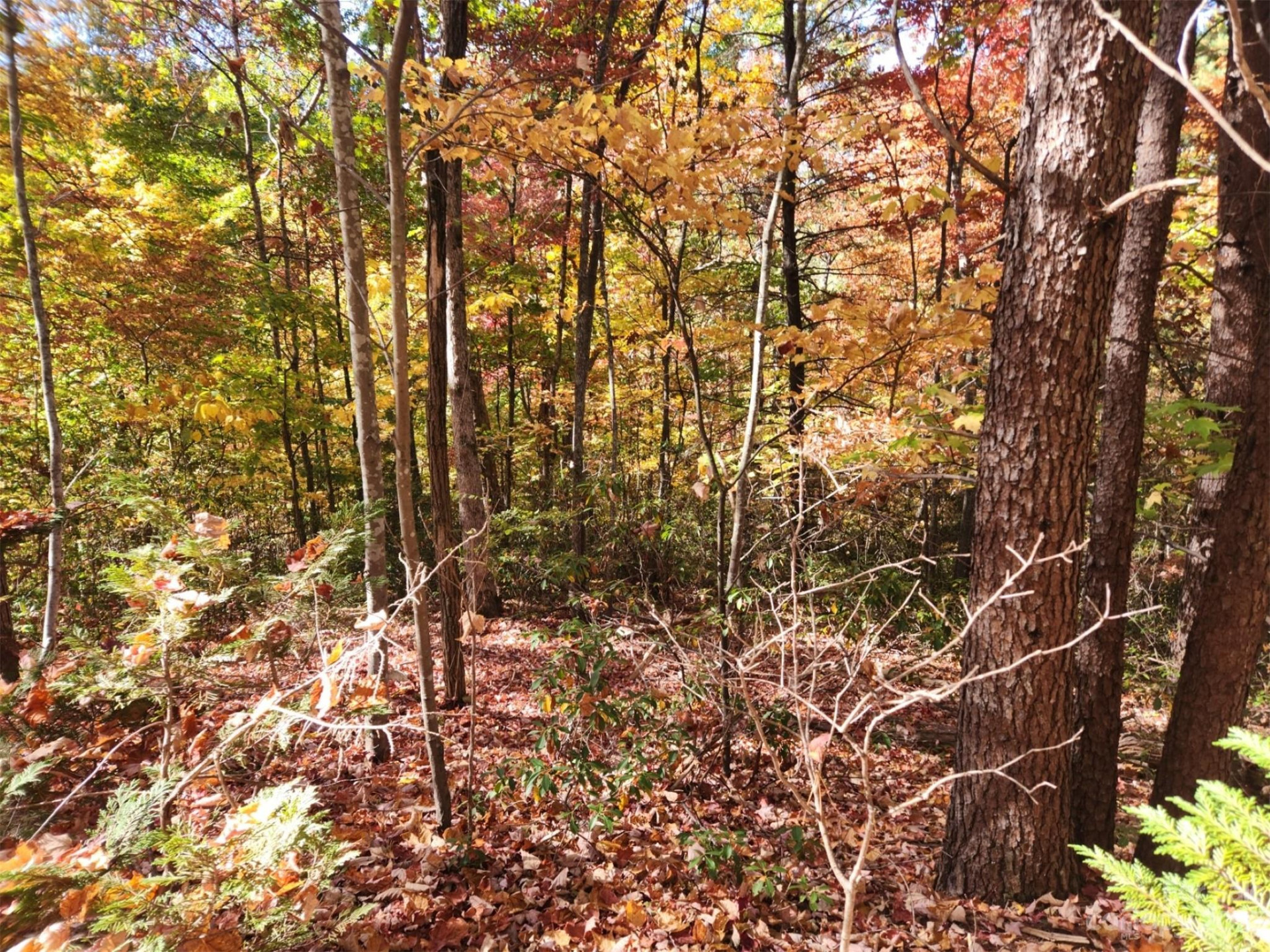 00 Angel of the Lake Drive #17 - Photo 3