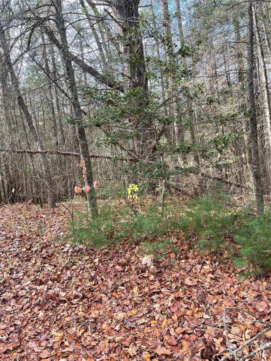 50 Mountain Escape Drive - Photo 2