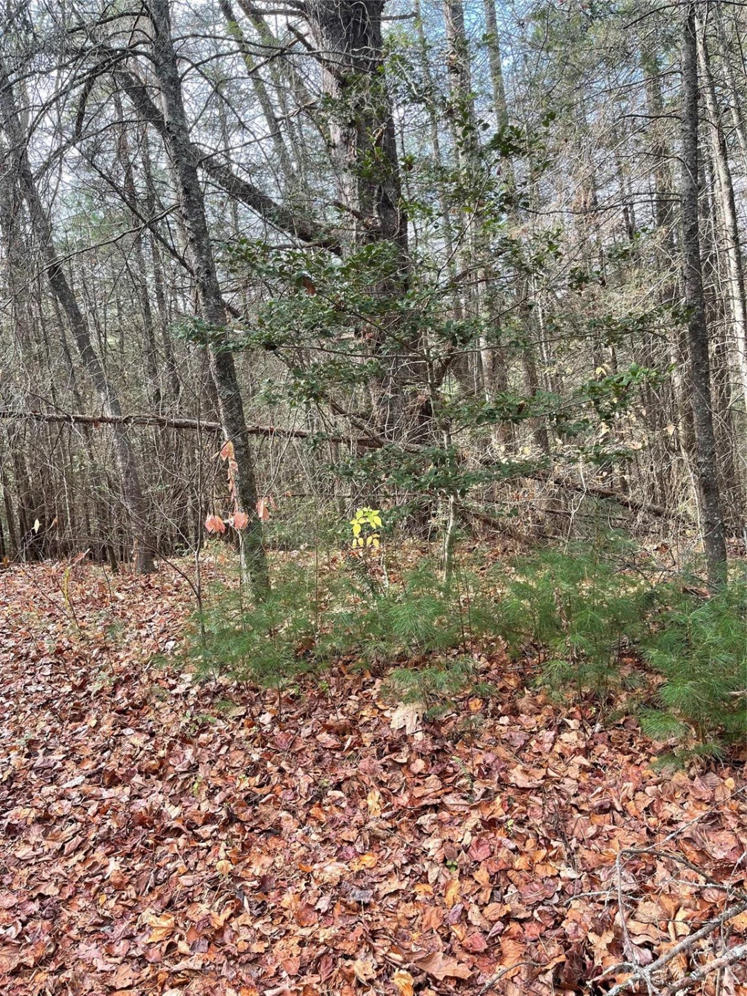 50 Mountain Escape Drive - Photo 2