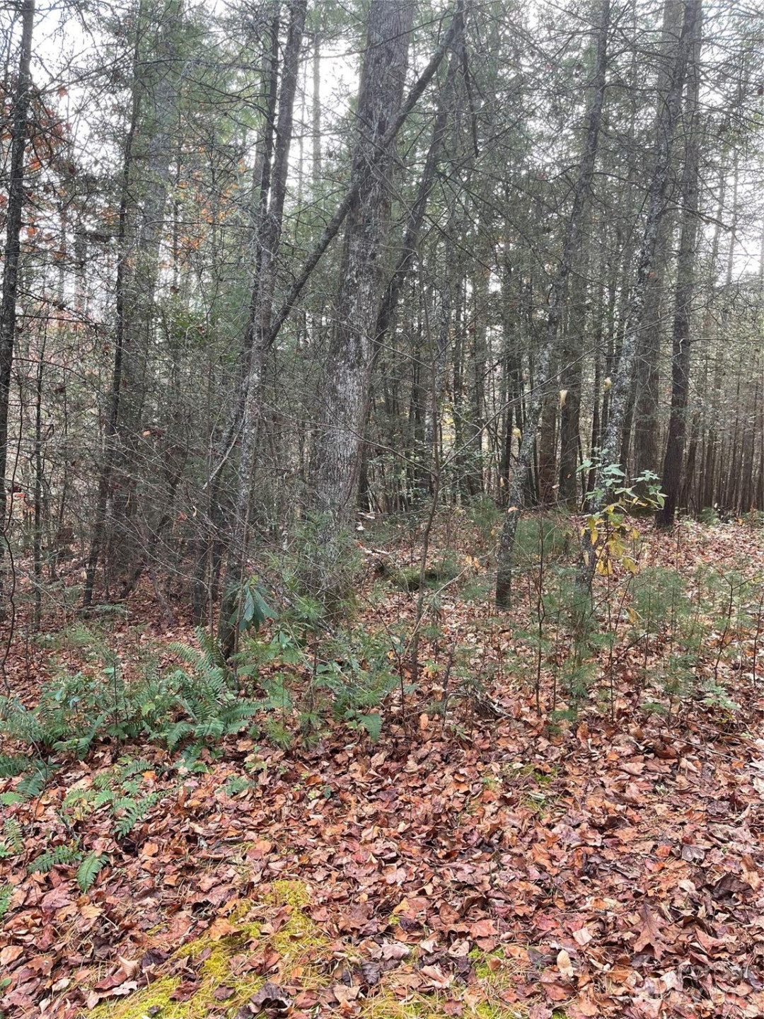 50 Mountain Escape Drive - Photo 3